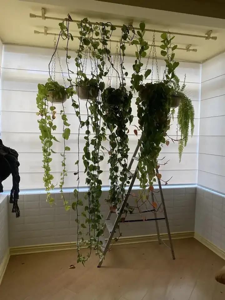 Rolô screen em varanda com plantas